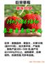 常州哪里才有妙香七号草莓苗去哪买
