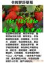 甘南哪里才有全明星草莓苗出售