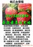 安庆哪有丰香草莓苗育苗基地