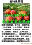 鹤壁哪里才有甜查理草莓苗大棚管理方法
