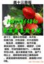 昆明哪有香莓一号草莓苗品种怎么样