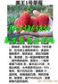 遵义哪有章姬草莓苗基地直销