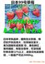 毕节哪有童子一号草莓苗主产区