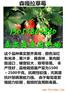 庆阳哪里才有香莓一号草莓苗价格走势