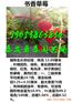 银川哪里才有佐贺清香草莓苗露天栽多少株