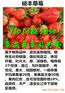 秦皇岛哪里才有卡姆罗莎草莓苗我想买