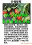 昌吉哪里有卖童子一号草莓苗联系电话