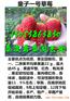 通辽哪里才有鬼怒甘草莓苗正规出售