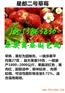塔城哪有白草莓苗成苗基地