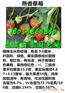 海口哪里才有菠萝草莓苗基地