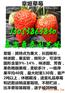 河南哪里才有菠萝草莓苗订购