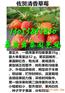 湘西哪有红颜草莓苗正规出售
