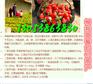 丹东哪里有卖七步香草莓苗出售
