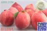 11年水蜜桃饮料粉末香精生产厂家