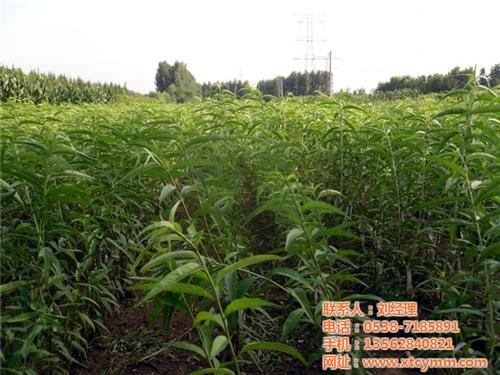矮化桃苗,桃苗,新泰超越苗木(图)&nbsp;&nbsp;购买桃苗&nbsp;&nbsp;桃苗供应