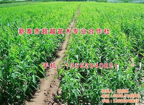 桃苗批发_临沂桃苗_新泰超越苗木(图)&nbsp;&nbsp;桃苗销售&nbsp;&nbsp;桃苗订购