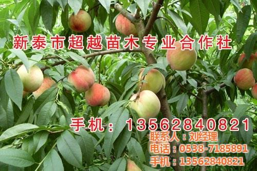 日本大红桃苗,濮阳桃苗,新泰超越苗木(图&nbsp;&nbsp;金秋大红桃苗&nbsp;&nbsp;油桃苗