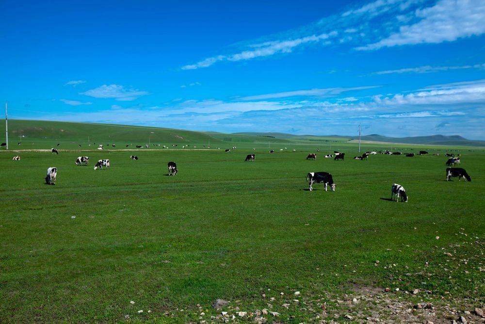 呼伦贝尔旅游要花多少钱_呼伦贝尔秋季游  呼伦贝尔草原户外游哪