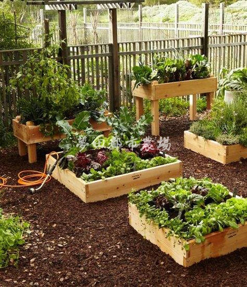 四川成都一米菜园设计打造-和孩子一起打造家庭农场  成都家庭菜园种菜  成都家庭农场设计打造