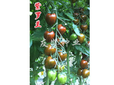 【分享好品质】紫罗兰番茄种子//紫色西红 西红柿种子