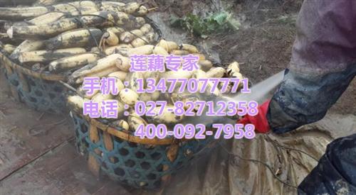 新一号批发_新一号_武汉藕御农业发展有限&nbsp;&nbsp;新一号批发价&nbsp;&nbsp;新一号求购