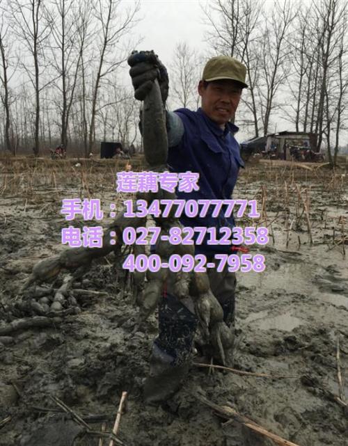 武汉藕御农业发展有限公司、藕苗藕种、藕苗 藕苗藕种订购 藕苗藕种供应 藕苗藕种采购