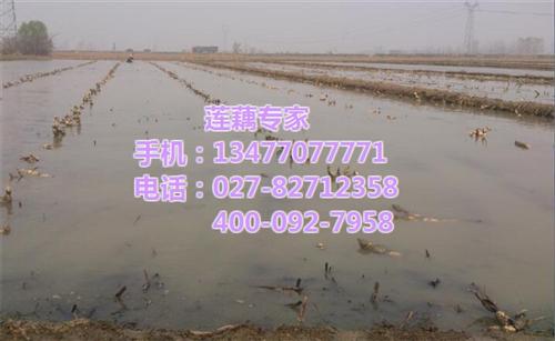 藕苗藕种_武汉藕御农业发展有限公司_藕苗 藕苗藕种采购 藕苗藕种订购 藕苗藕种价格