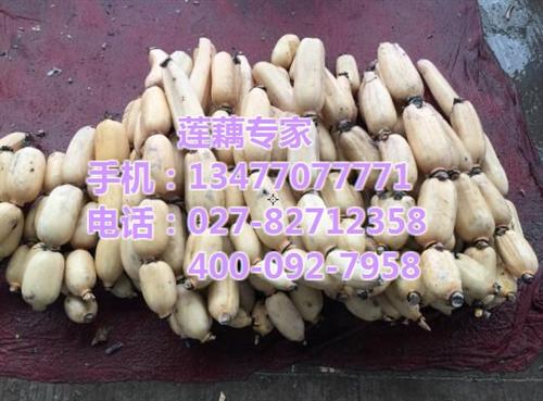 新一号|武汉藕御农业发展有限公司|新一号 新一号采购 新一号批发 新一号订购