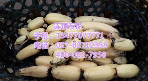 鄂莲八号|武汉藕御农业发展有限公司|鄂莲&nbsp;&nbsp;鄂莲八号采购&nbsp;&nbsp;鄂莲八号批发&nbsp;&nbsp;鄂莲八号订购