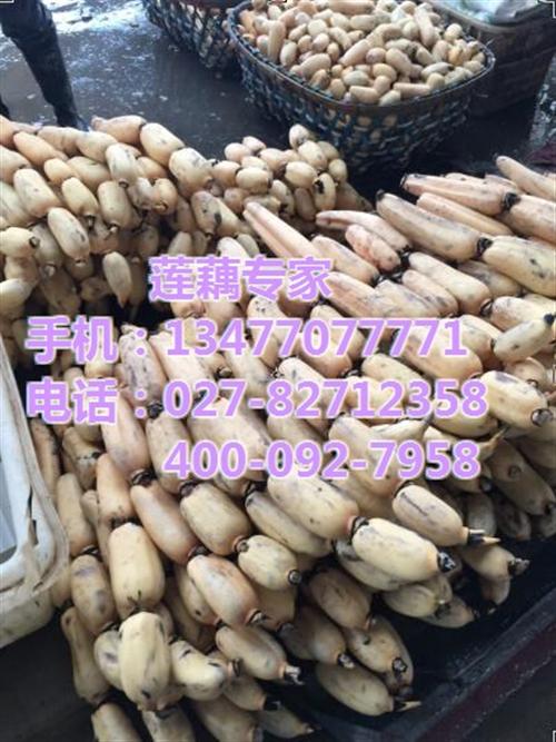 鄂莲九号,武汉藕御农业发展有限公司,鄂莲&nbsp;&nbsp;鄂莲九号批发价&nbsp;&nbsp;鄂莲九号求购