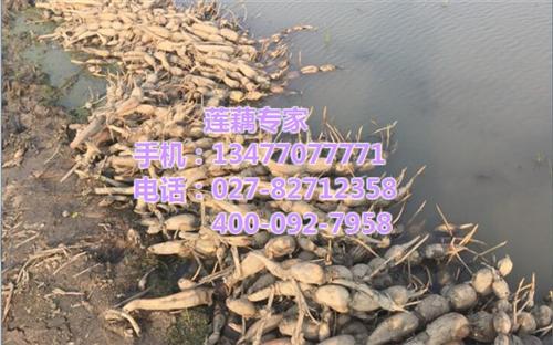武汉藕御农业发展有限公司|鄂莲八号|鄂莲&nbsp;&nbsp;鄂莲八号批发价&nbsp;&nbsp;鄂莲八号供应&nbsp;&nbsp;鄂莲八号求购