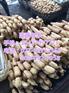 鄂莲六号|武汉藕御农业发展有限公司|鄂莲
