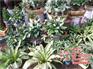 绿植价格、武汉绿植、心诚园艺(多图)