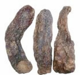 肉苁蓉提取物