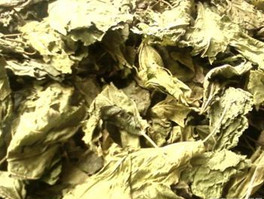 桑叶提取物