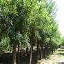 河北国槐批发/莱芜国槐/青岛国槐供应