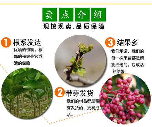 贵州花椒苗供应商