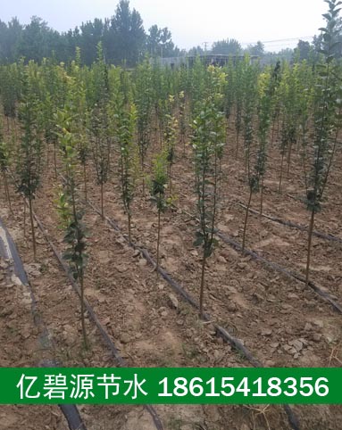 济宁农田灌溉水管pe滴水管型号规格  济宁灌溉水管  济宁滴水管