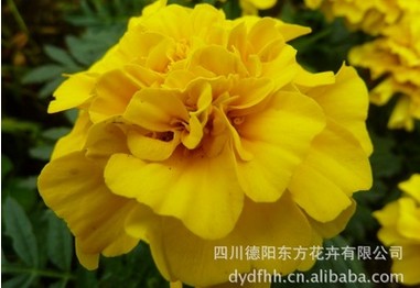 花种子公司哪家好:市场上有品质的孔雀草珍 孔雀草珍奇花卉种子 珍奇系列孔雀草