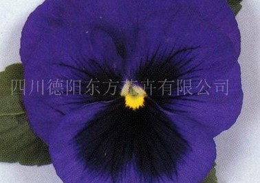 专业的三色堇种子供应商就在德阳,三色堇种 园艺花卉花籽
