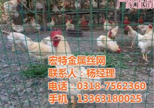 围栏荷兰网价格_荷兰网_现货批发荷兰网(&nbsp;&nbsp;养殖荷兰网价格&nbsp;&nbsp;浸塑荷兰网价格&nbsp;&nbsp;圈地荷兰网价格