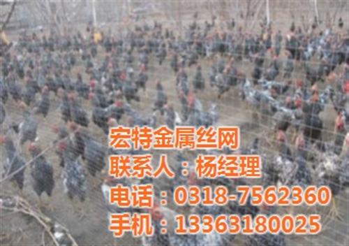 质优价廉荷兰网、荷兰网、宏特金属丝网(查&nbsp;&nbsp;养殖荷兰网价格&nbsp;&nbsp;圈鸡荷兰网价格