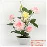 花卉盆栽租赁,亳州市花卉盆栽,绿艺轩(查