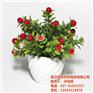 南通市室内花卉租赁、绿艺轩、室内花卉租赁