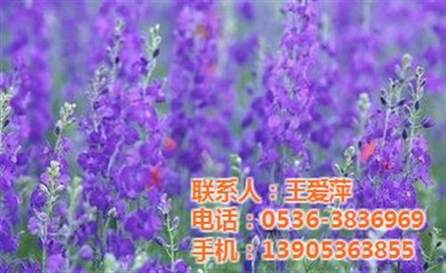 薰衣草花海_寿光薰衣草_爱萍花卉苗木(多&nbsp;&nbsp;薰衣草价格&nbsp;&nbsp;薰衣草供应