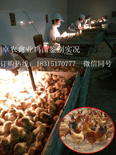 四川宜宾乌皮黑鸡市场行情；黑乌鸡苗哪家好？  宜宾本地土鸡苗