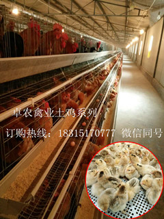 通川鸡苗批发市场；达州鸡苗价格；达州鸡苗批发