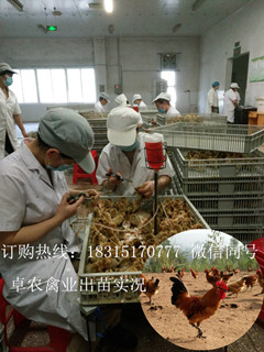 开江土鸡苗多少钱一只；开江鸡苗价格；开江香鸡苗