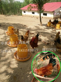 大竹红羽土鸡苗，大竹土鸡苗价格；大竹附近鸡苗厂家