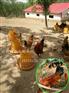 忠县附近土鸡苗价格，求购忠县本地土鸡苗